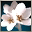 Белый цветок сакуры.png